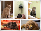 Finnegan's feline brother and sisters - from top left clockwise - Beau, Sweetie, Bella and Finnegan as a puppy