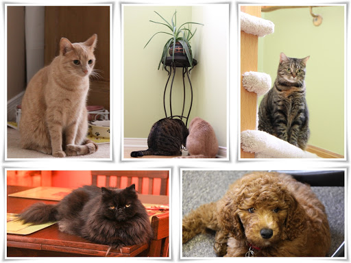 Finnegan's feline brother and sisters - from top left clockwise - Beau, Sweetie, Bella and Finnegan as a puppy Finnegan's feline brother and sisters - from top left clockwise - Beau, Sweetie, Bella and Finnegan as a puppy
