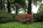 GK was right!  I didn't know we had late-blooming azaleas!  They're such a beautiful shade of red!