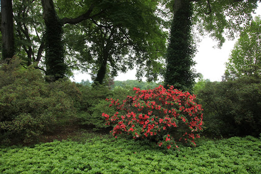 GK was right!  I didn't know we had late-blooming azaleas!  They're such a beautiful shade of red!