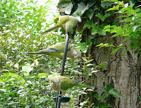 Three of four Monk Parakeets in the yard on June 4, 2011