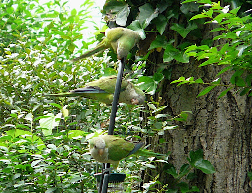 Three of four Monk Parakeets in the yard on June 4, 2011
