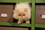 Okay, Ch'in!  There sure are lots of places to cozy into up here!  What is this room for, anyway?