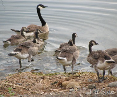 Canada Geese on Shell Lake Canada Geese on Shell Lake