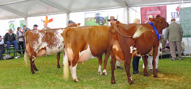 Class 77. cow 6 yrs old in milk. IL & JA Mueller, Lynonga Butler Lily..jpg