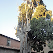 cipresse sanfrancesco-verucchio-06-12-2012-00004.jpg