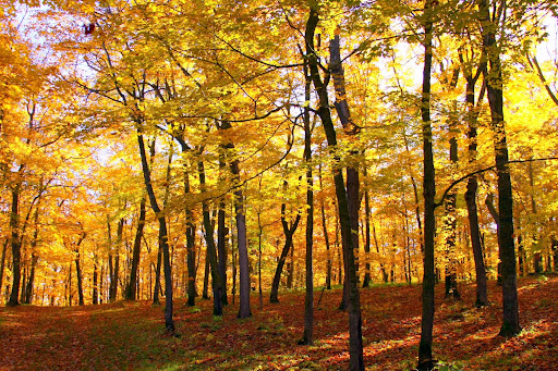 End of Sap Run trail
