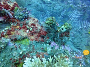 Diving Amed Bali 48 Diving Amed Bali 48