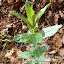 #23 LAMIACEAE Ajuga sp.(.)[Maia,NF37_P.S.P.Avioso,CA&CMMaia]_P1570670.JPG