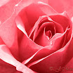Rose .jpg