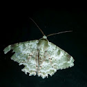 Moth