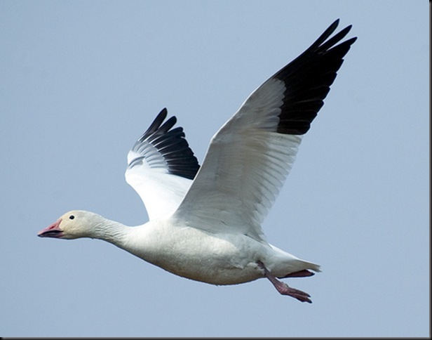 flying snow goose