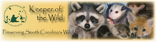 As a trained rehabber- and founder of her own non-profit- Keeper of the Wild.org- Janet confirmed that Frances was too young to be without her mama and definitely needed care to survive... As a trained rehabber- and founder of her own non-profit- Keeper of the Wild.org- Janet confirmed that Frances was too young to be without her mama and definitely needed care to survive...