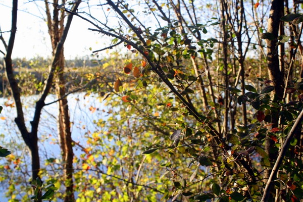 Pumpkin Spice Lattes, Friends, and Walking Trails 129