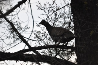 DSC_0088.jpg DSC 0088
