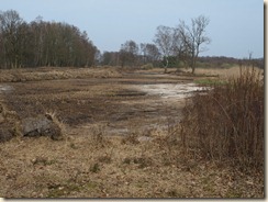 Genk, natuurgebied De Maten: men is bezig een meer 'open' heidelandschap te creëren