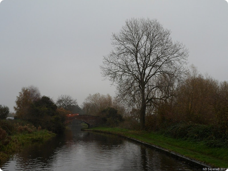 SAM_0003 Bare Trees and Br 9 SAM_0003 Bare Trees and Br 9