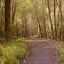 A Path At Mt. Field National Park - Hobart, Australia