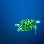 Turtle Swim Kura-Kura In Bunaken