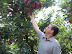 Picking Apples