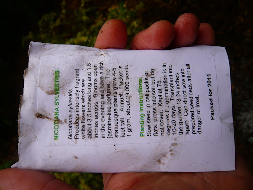 This pack of Nicotiana sylvestris gives directions for sowing indoors and out. Ignoring the recommendations here, I'm doing it now as I've had sylvestris self-sow for me in the past.