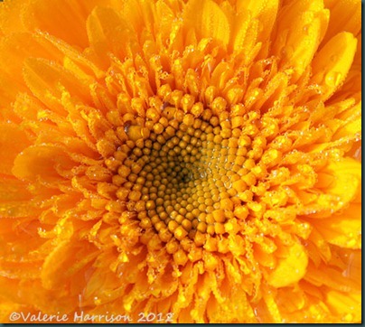 Calendula-2