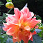 Dahlia