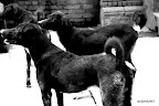Dogs at Swayambhunath