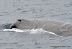  &ndash; Sperm whale close-up