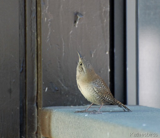 13. house wren-kab 13. house wren-kab