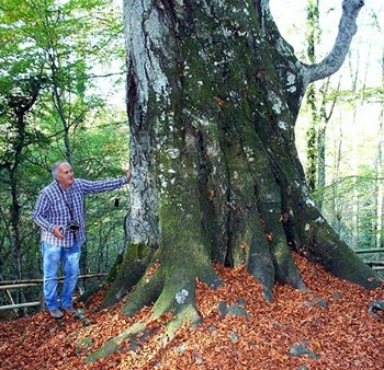 Faggio monumentale di Vastogirardi Re Fajone e Valido Capodacqua Faggio monumentale di Vastogirardi Re Fajone e Valido Capodacqua