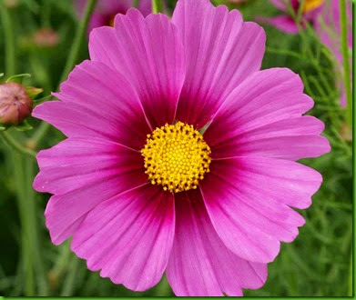 Cosmos Gloria 1