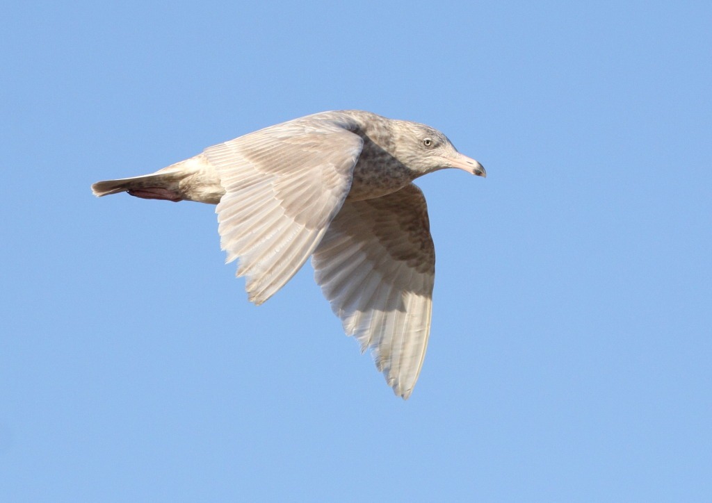 [glauc%255B3%255D.jpg]