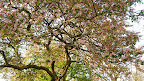 Detail of the crab apple looking up into the canopy.