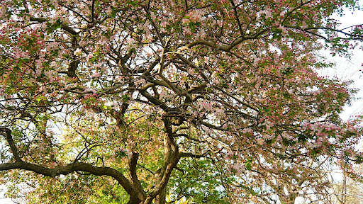 Detail of the crab apple looking up into the canopy.