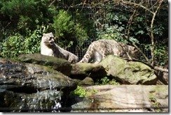 Snow Leopards, Taronga Zoo