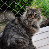 gatti