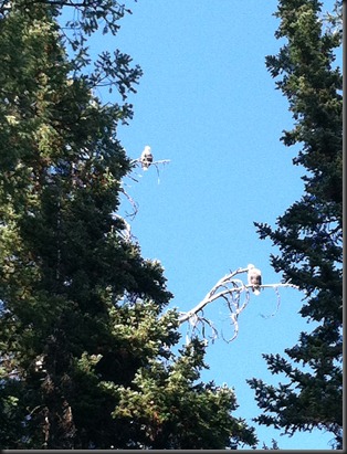 Bald Eagles