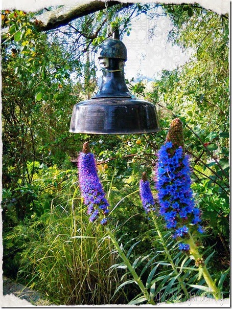 Echium Echium