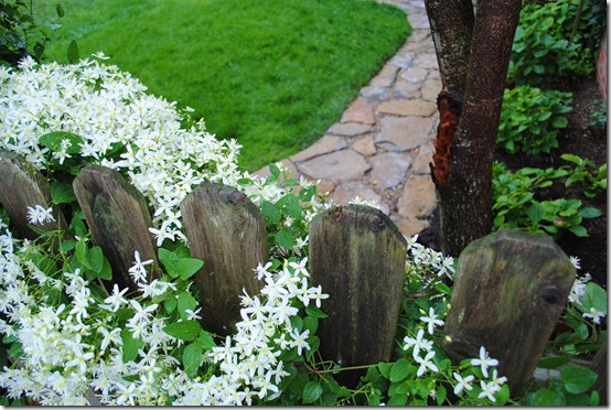 Clematis on Fence