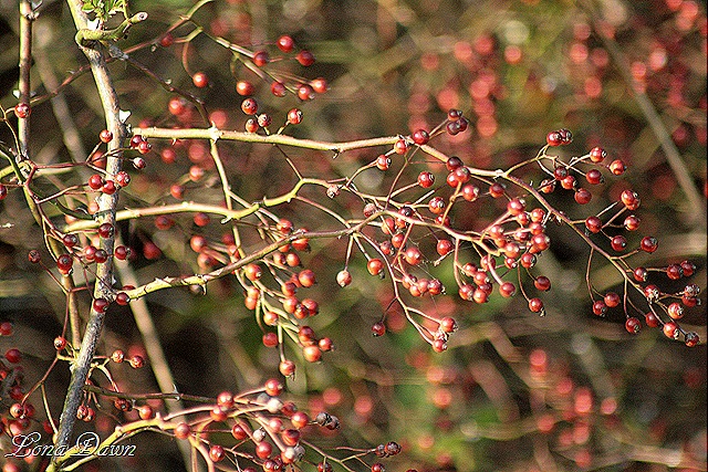 [CH_Berries2%255B8%255D.jpg]