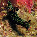 Nudibranch (Malapascua)