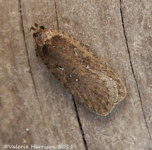 [agonopterix%2520heracliana%2520or%2520ciliella-1%255B2%255D.jpg]