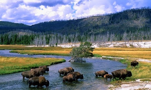 1358708931_bisonu_na_reke_firehole_v_yellowstone_national_park