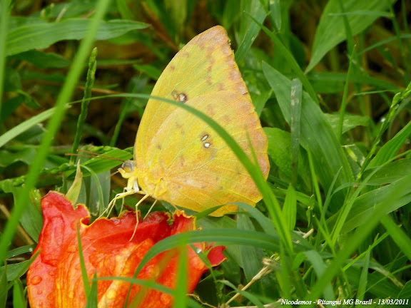 Lépidoptères de Pitangui au Minas Gerais - Phoebis sennae marcellina (CRAMER, 1777), femelle. Pitangui (MG, Brésil), 13 mars 2011. Photo : Nicodemos Rosa