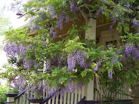 Wisteria
