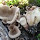Flora and Fauna of Prospect Park