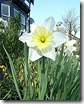 gill's white daff