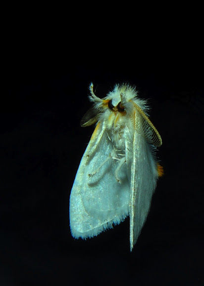 Hétérocères d'Australie - Lymantriidae : Acyphas leptotypa TURNER, 1904, mâle. Umina Beach (NSW, Australie), 18 octobre 2011. Photo : Barbara Kedzierski