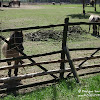 koniki dsc06322.jpg